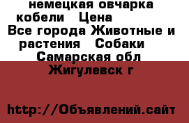 немецкая овчарка кобели › Цена ­ 25 000 - Все города Животные и растения » Собаки   . Самарская обл.,Жигулевск г.